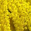 Mimosa (Acacia dealbata) - Imagen 5