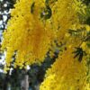 Mimosa (Acacia dealbata) - Imagen 2