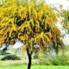 Mimosa (Acacia dealbata)