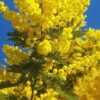 Mimosa (Acacia dealbata) - Imagen 3