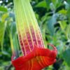 100 SEMILLAS Floripondio Rojo (Brugmansia sanguinea) - Imagen 4