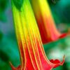 100 SEMILLAS Floripondio Rojo (Brugmansia sanguinea)