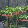 100 SEMILLAS Floripondio Rojo (Brugmansia sanguinea) - Imagen 3