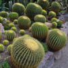 25 SEMILLAS Cactus Asiento de Suegra (Echinocactus grusonii)