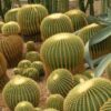 25 SEMILLAS Cactus Asiento de Suegra (Echinocactus grusonii) - Imagen 3