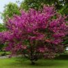 100 SEMILLAS Arbol del Amor (Cercis siliquastrum) - Imagen 4