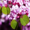 100 SEMILLAS Arbol del Amor (Cercis siliquastrum) - Imagen 2