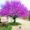 100 SEMILLAS Arbol del Amor (Cercis siliquastrum)