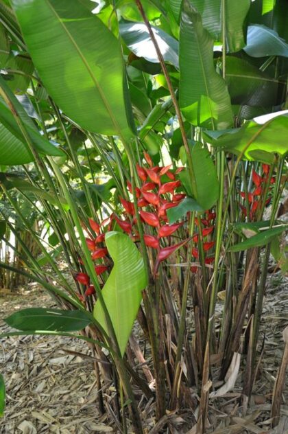 Heliconia Champneiana 'Splash' - 10 Samen - Österreich