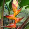 Heliconia Splash (Heliconia champneiana)