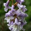 100 SEMILLAS Kiri (Paulownia tomentosa) - Imagen 5