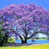 100 SEMILLAS Kiri (Paulownia tomentosa) - Imagen 2