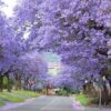 100 SEMILLAS Kiri (Paulownia tomentosa) - Imagen 4