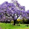100 SEMILLAS Kiri (Paulownia tomentosa)