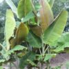 Bananero del Himalaya (Musa sp. var Helen's)