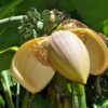 Bananero del Himalaya (Musa sp. var Helen's) - Imagen 2