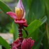 Bananero Violeta (Musa velutina) - Imagen 4