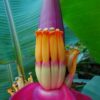 Bananero Violeta (Musa velutina) - Imagen 2