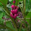Bananero Violeta (Musa velutina)