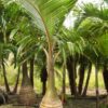 25 SEMILLAS Palmera Botella (Hyophorbe lagenicaulis)