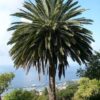 PLANTEL Palmera Canaria "DOBLE" (Phoenix canariensis) - Imagen 2