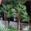 100 SEMILLAS Palmera China (Trachycarpus fortunei)