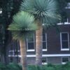 15 SEMILLAS Yuca Rostrata (Yucca rostrata) - Imagen 3