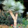 15 SEMILLAS Yuca Rostrata (Yucca rostrata)