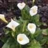 5 SEMILLAS Cala (Zantedeschia aethiopica)