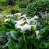 5 SEMILLAS Cala (Zantedeschia aethiopica) - Imagen 2