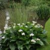 5 SEMILLAS Cala (Zantedeschia aethiopica) - Imagen 4
