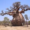 Baobab (Adansonia digitata)