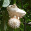 Baobab (Adansonia digitata) - Imagen 3