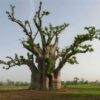 Baobab (Adansonia digitata) - Imagen 5