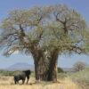 Baobab (Adansonia digitata) - Imagen 4