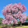 100 SEMILLAS Palo Borracho (Ceiba speciosa) - Imagen 8