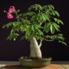 100 SEMILLAS Palo Borracho (Ceiba speciosa) - Imagen 2