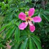 100 SEMILLAS Palo Borracho (Ceiba speciosa) - Imagen 3
