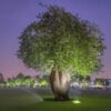 100 SEMILLAS Palo Borracho (Ceiba speciosa) - Imagen 4