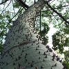 100 SEMILLAS Palo Borracho (Ceiba speciosa) - Imagen 6
