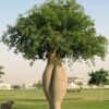 100 SEMILLAS Palo Borracho (Ceiba speciosa)