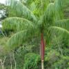 Palmito Dulce  (Euterpe edulis)