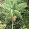 Palmito Dulce  (Euterpe edulis) - Imagen 3