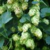 Lúpulo (Humulus lupulus)