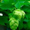 Lúpulo (Humulus lupulus) - Imagen 3