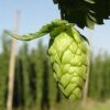Lúpulo (Humulus lupulus) - Imagen 4
