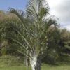 Palmera Triángulo (Dypsis decaryi) - Imagen 2