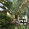 Palmera Triángulo (Dypsis decaryi)
