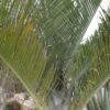 Palmera Triángulo (Dypsis decaryi) - Imagen 3