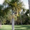 5 SEMILLAS Palmera Botella de Madagascar (Hyophorbe verschaffeltii) - Imagen 3